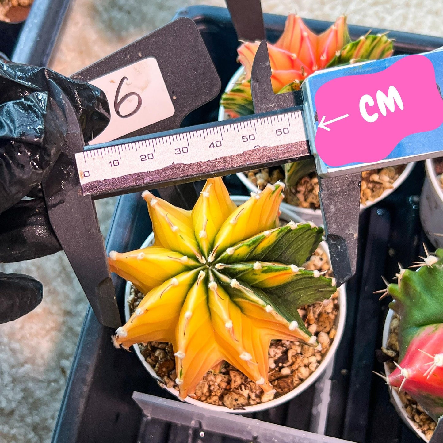 Gymnocalycium Mihanovichii Var (g3) (b6) | variegated plants