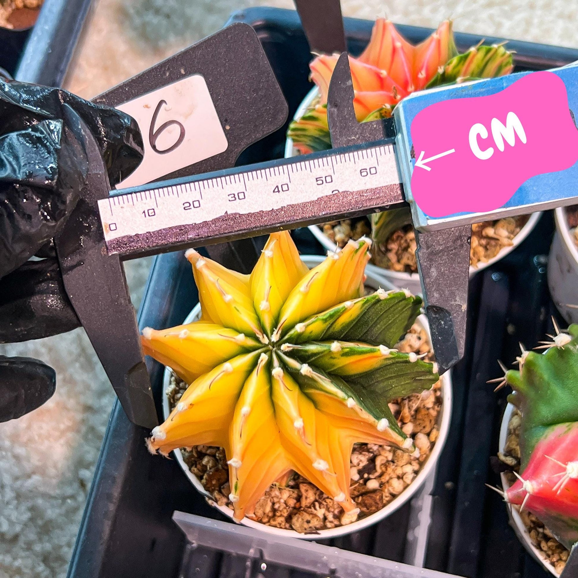 Gymnocalycium Mihanovichii Var (g3) (b6) | variegated plants