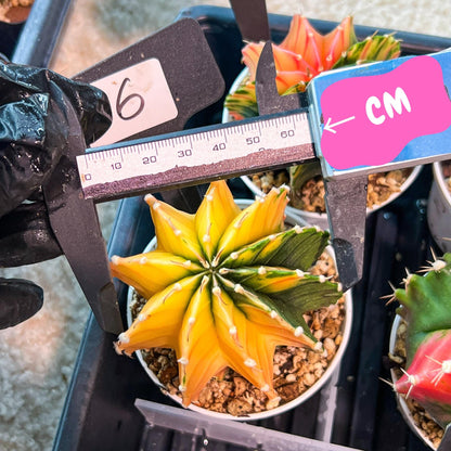 Gymnocalycium Mihanovichii Var (g3) (b6) | variegated plants