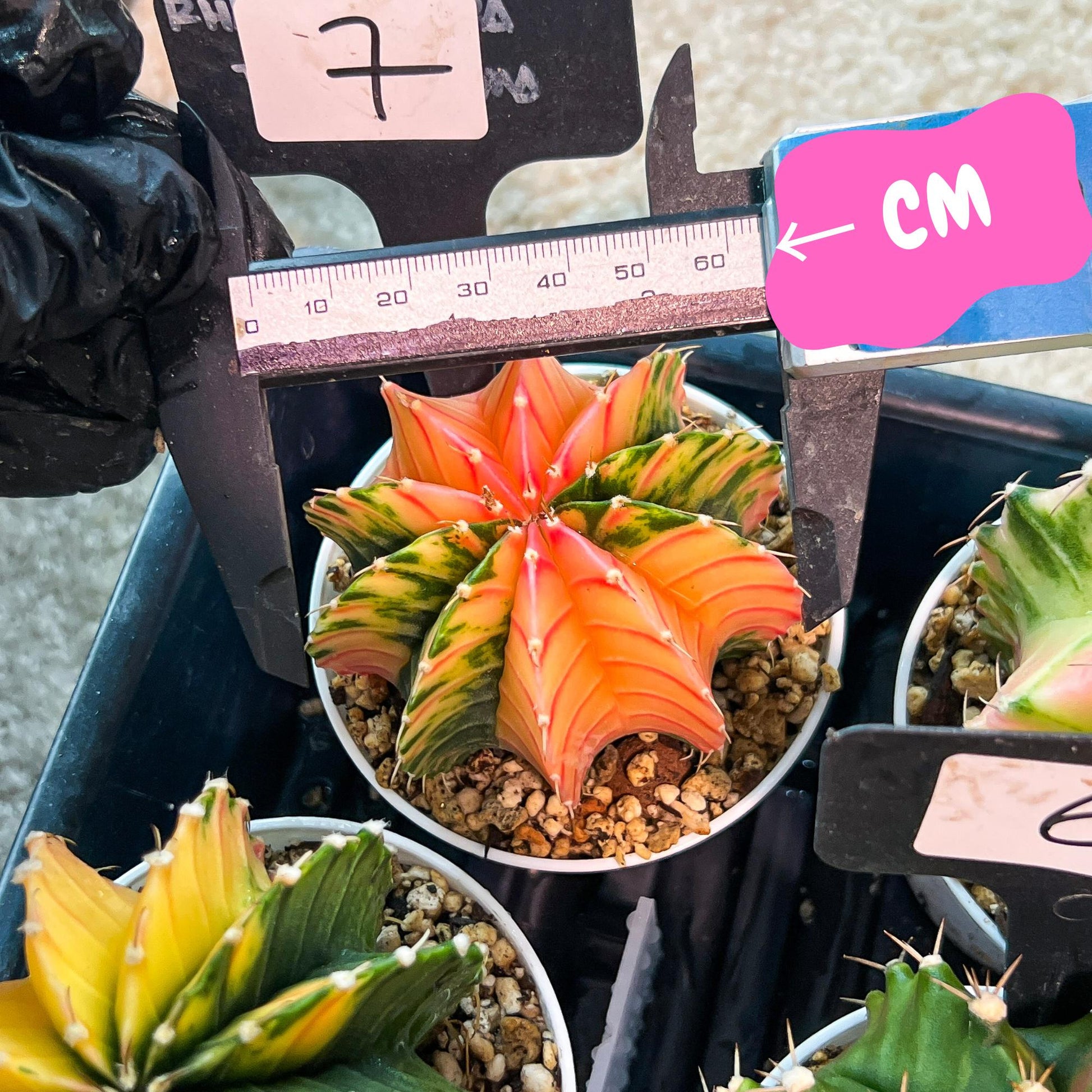 Gymnocalycium Mihanovichii Var (g3) (b7) | variegated plants