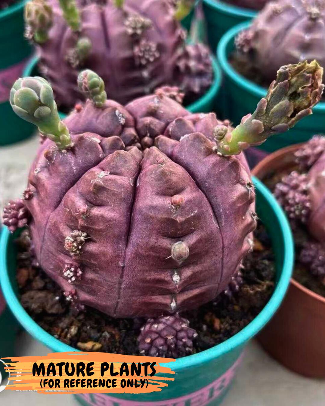 Gymnocalycium "Daydream" (g4) (p1) | Rare Hybrids