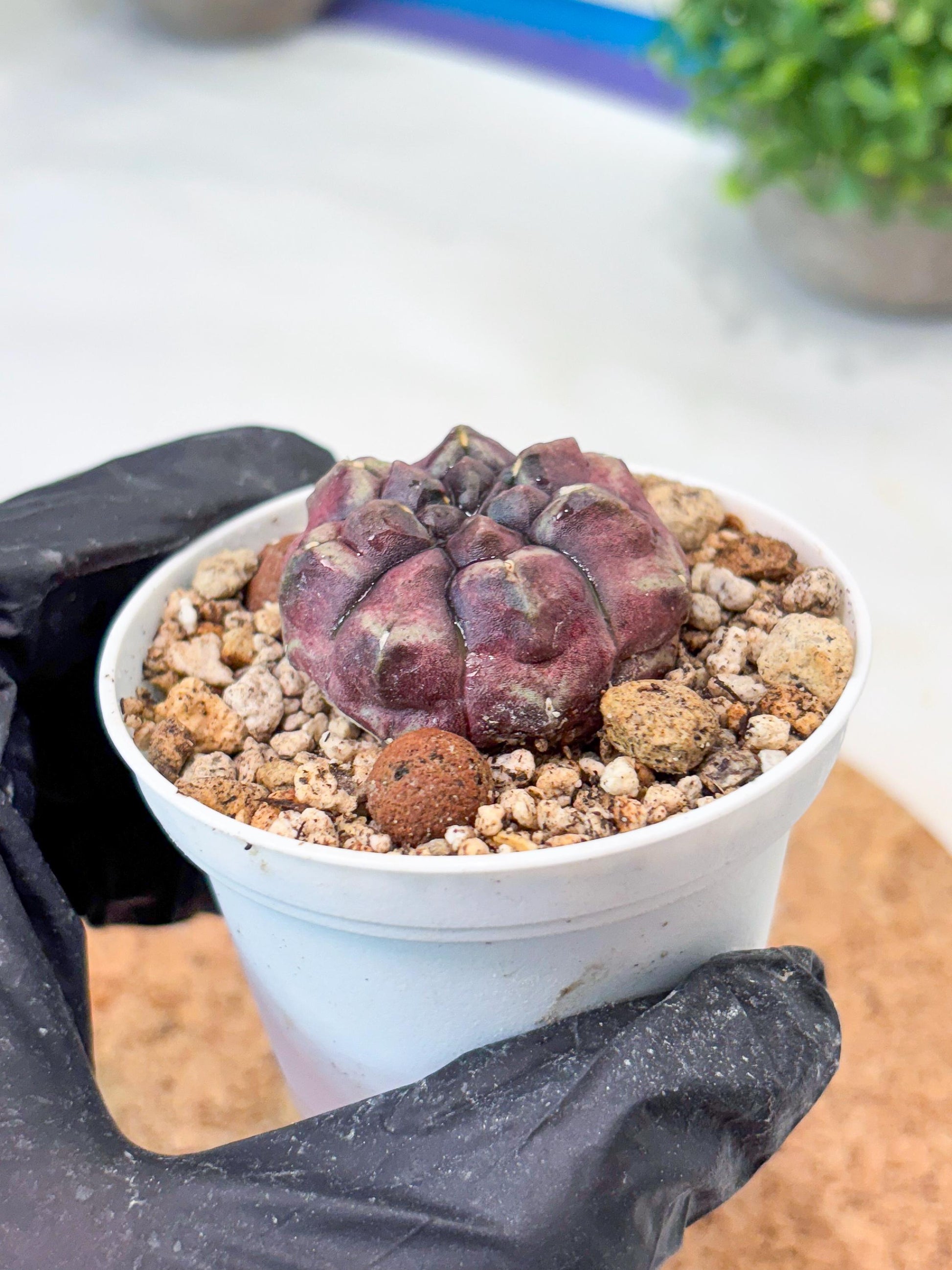 Gymnocalycium "Daydream" (g4) (p1) | Rare Hybrids