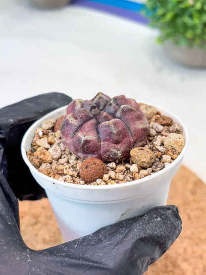 Gymnocalycium "Daydream" (g4) (p1) | Rare Hybrids