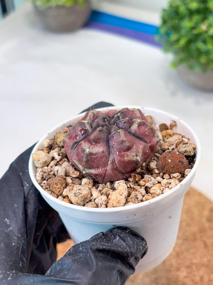 Gymnocalycium "Daydream" (g4) (p1) | Rare Hybrids