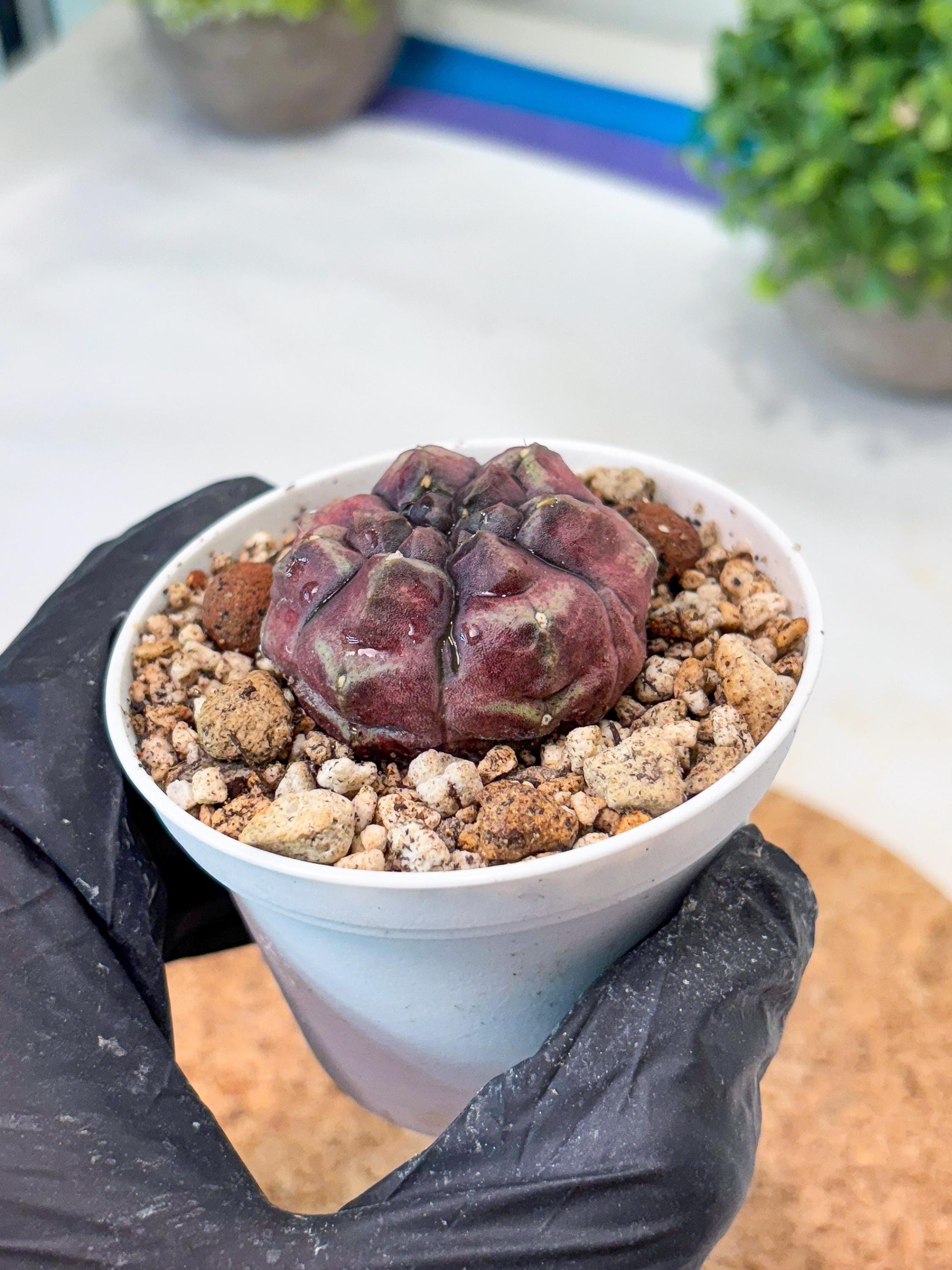 Gymnocalycium "Daydream" (g4) (p1) | Rare Hybrids