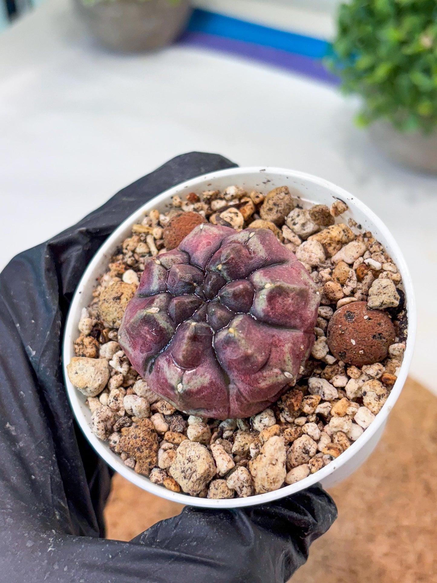 Gymnocalycium "Daydream" (g4) (p1) | Rare Hybrids