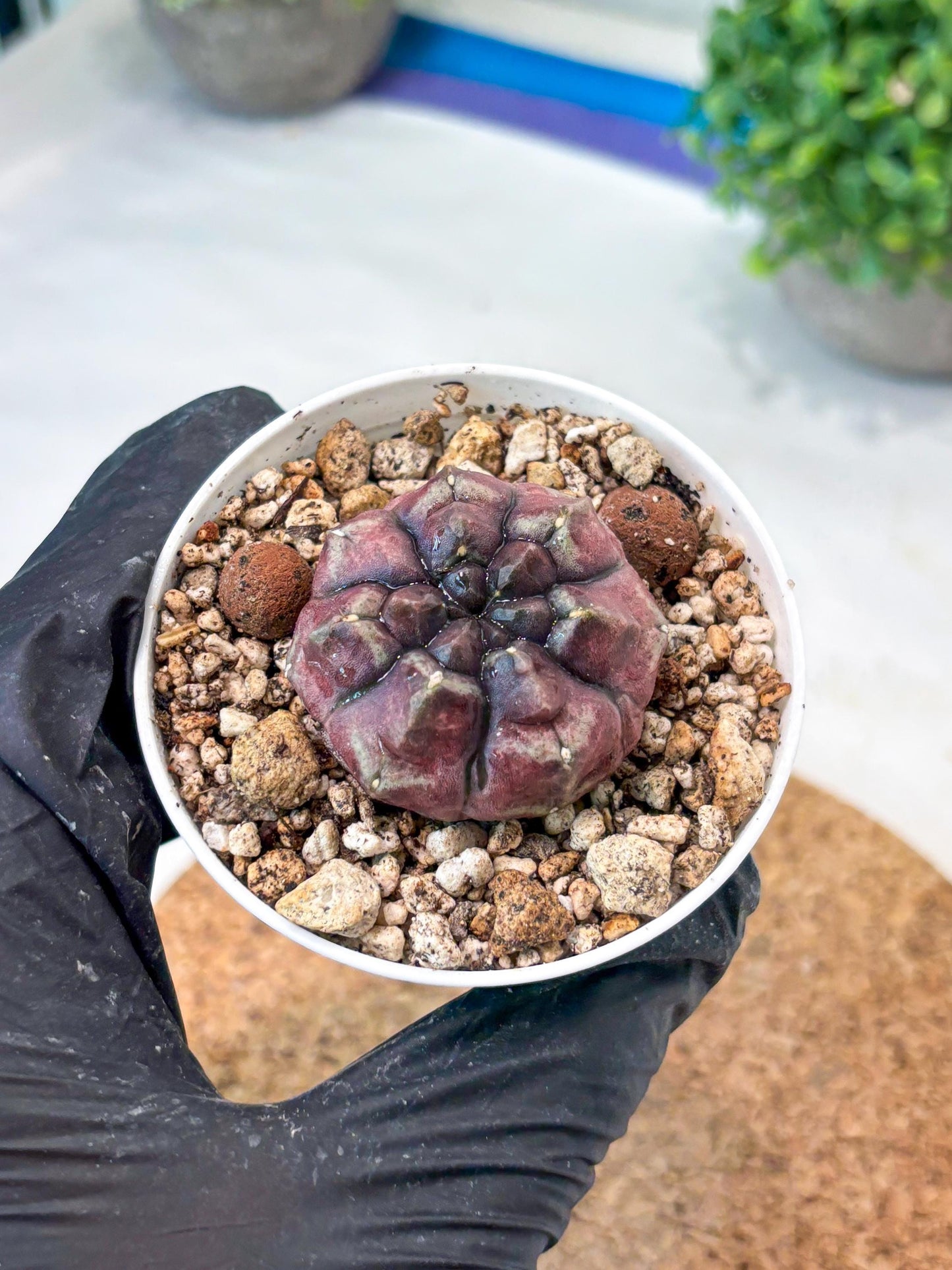 Gymnocalycium "Daydream" (g4) (p1) | Rare Hybrids