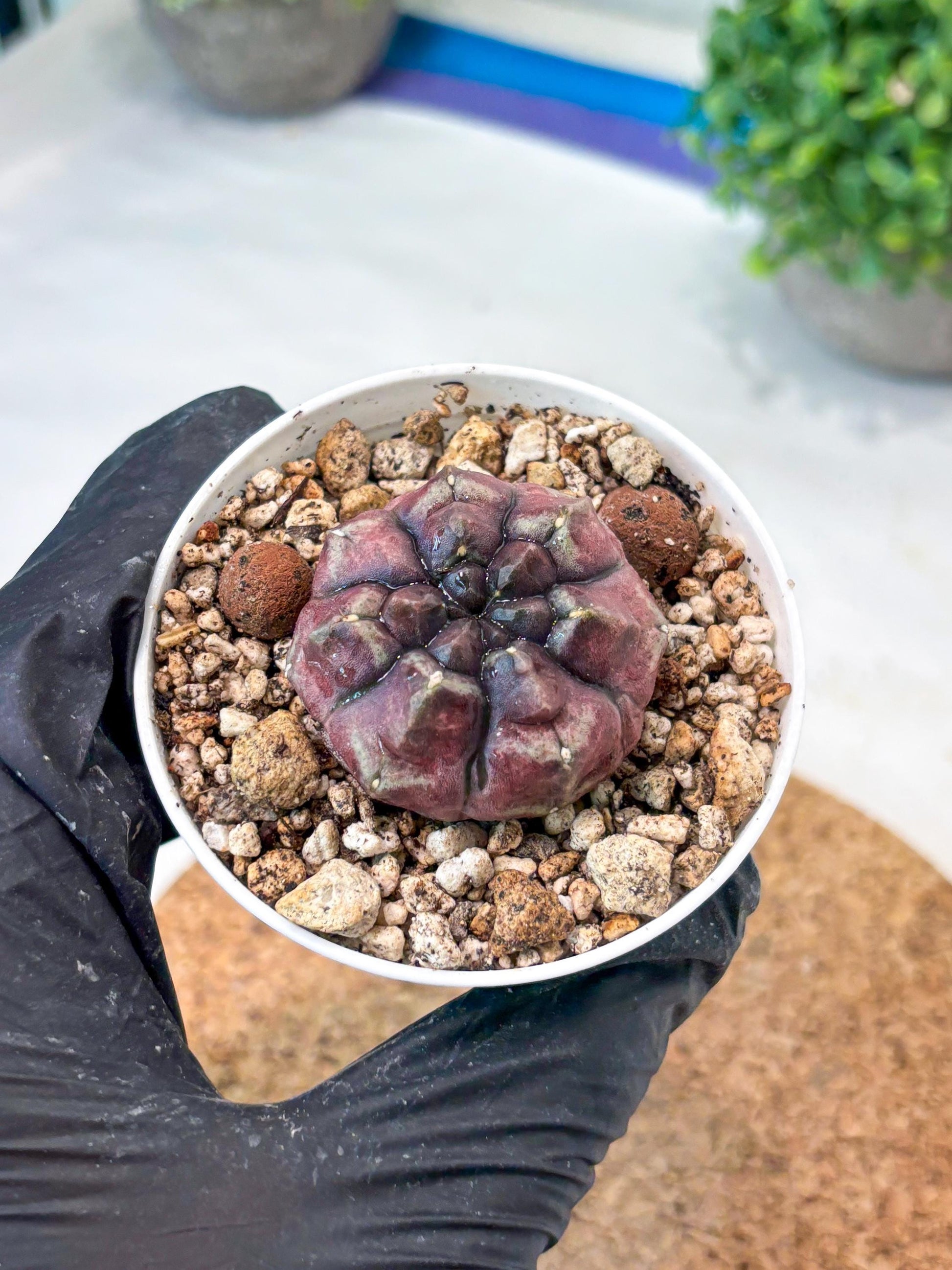 Gymnocalycium "Daydream" (g4) (p1) | Rare Hybrids