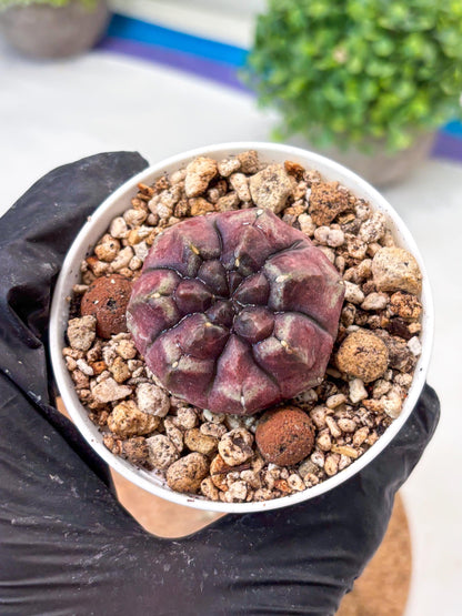 Gymnocalycium "Daydream" (g4) (p1) | Rare Hybrids