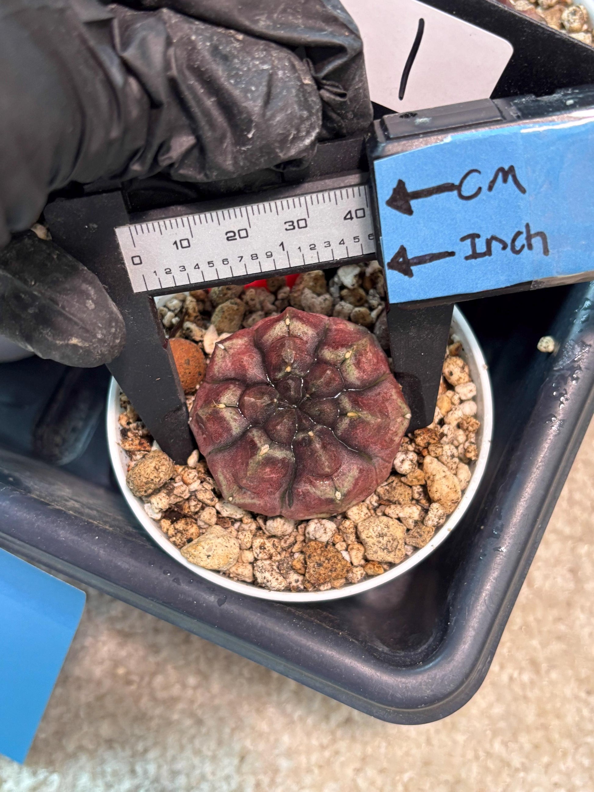 Gymnocalycium "Daydream" (g4) (p1) | Rare Hybrids