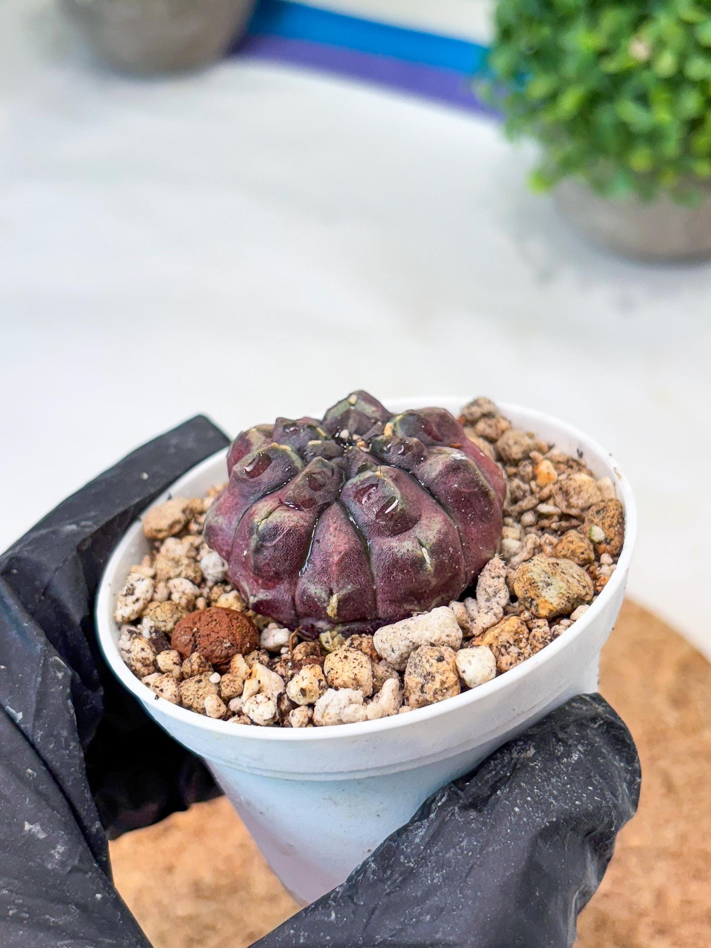 Gymnocalycium "Daydream" (g4) (p2) | Rare Hybrids