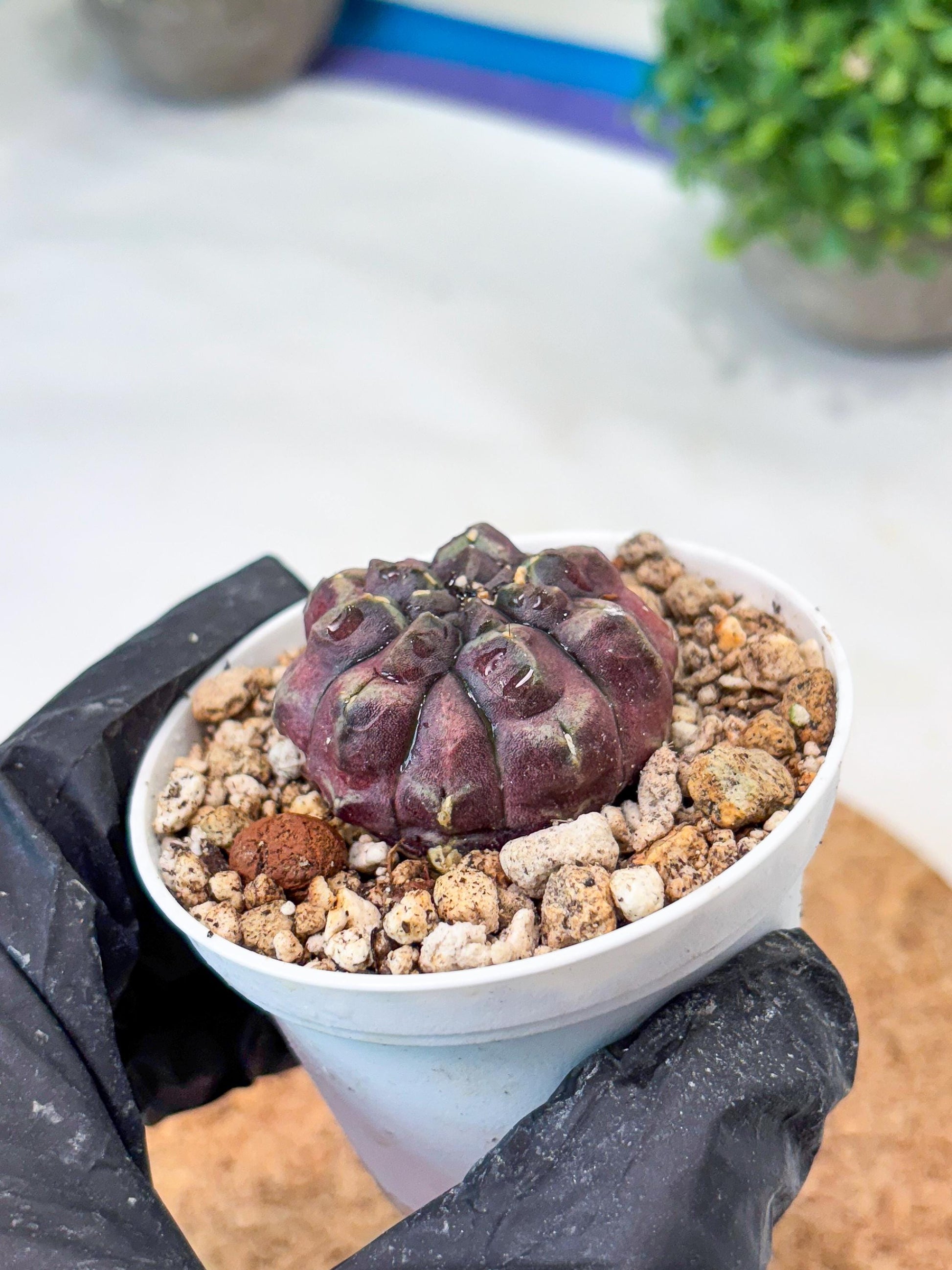 Gymnocalycium "Daydream" (g4) (p2) | Rare Hybrids