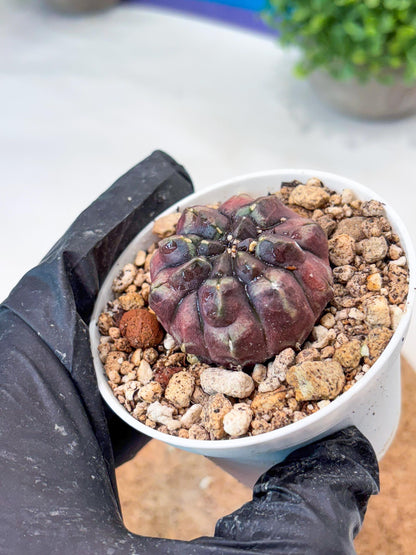 Gymnocalycium "Daydream" (g4) (p2) | Rare Hybrids