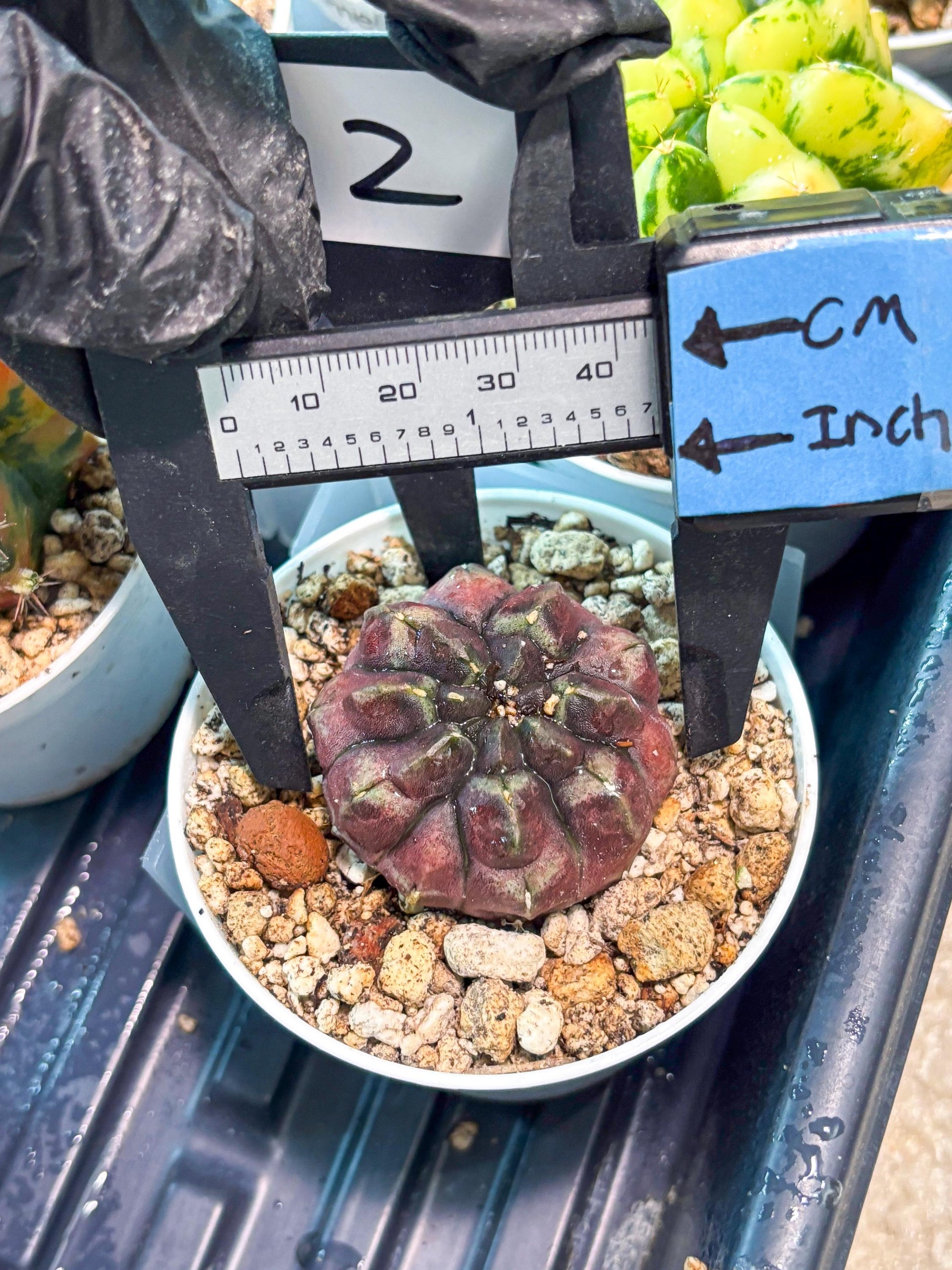 Gymnocalycium "Daydream" (g4) (p2) | Rare Hybrids