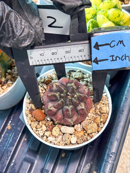 Gymnocalycium "Daydream" (g4) (p2) | Rare Hybrids