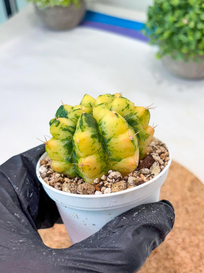 Gymnocalycium "Moon Lover" (g4) (p3) | Rare Hybrids