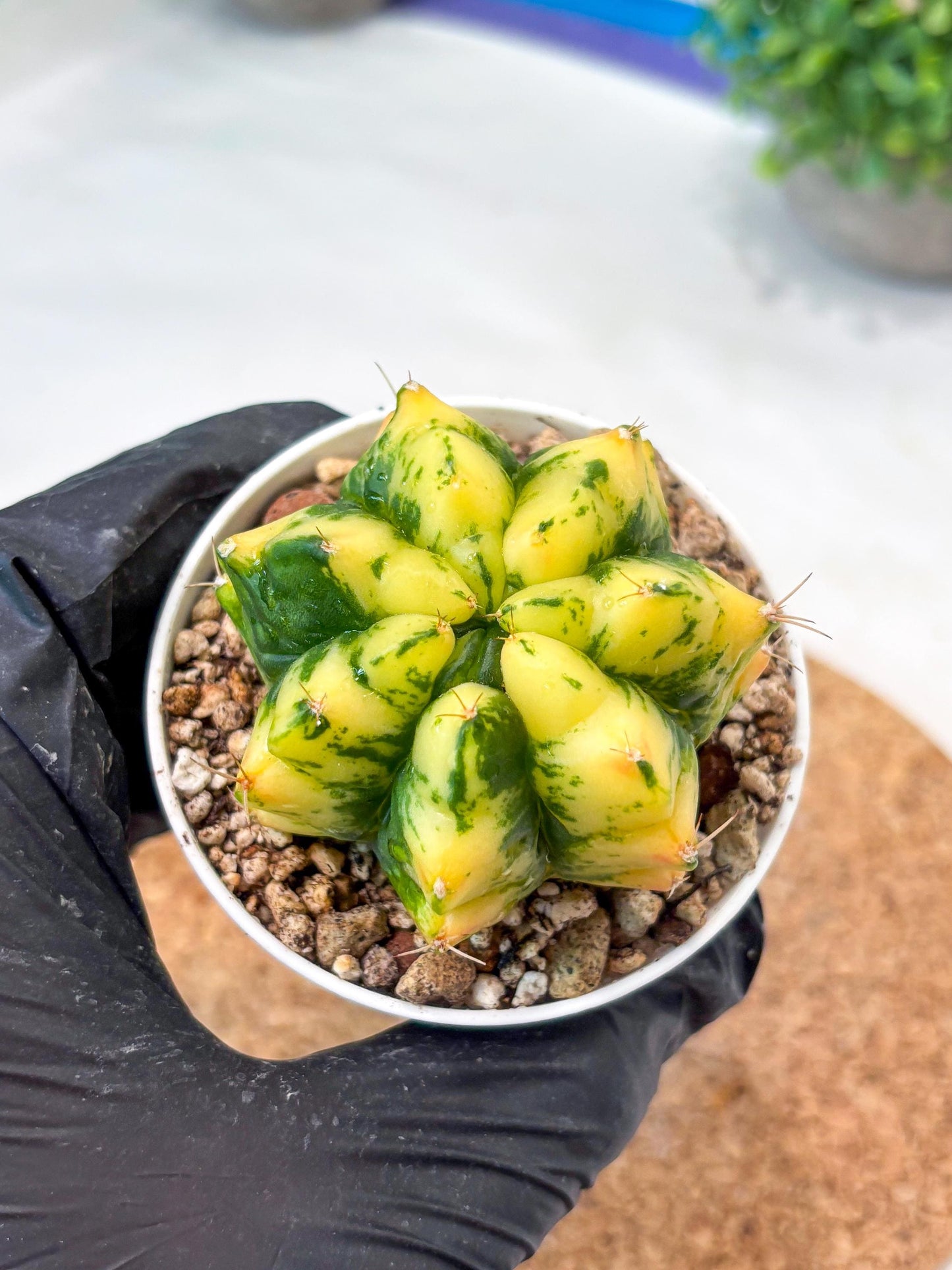 Gymnocalycium "Moon Lover" (g4) (p3) | Rare Hybrids