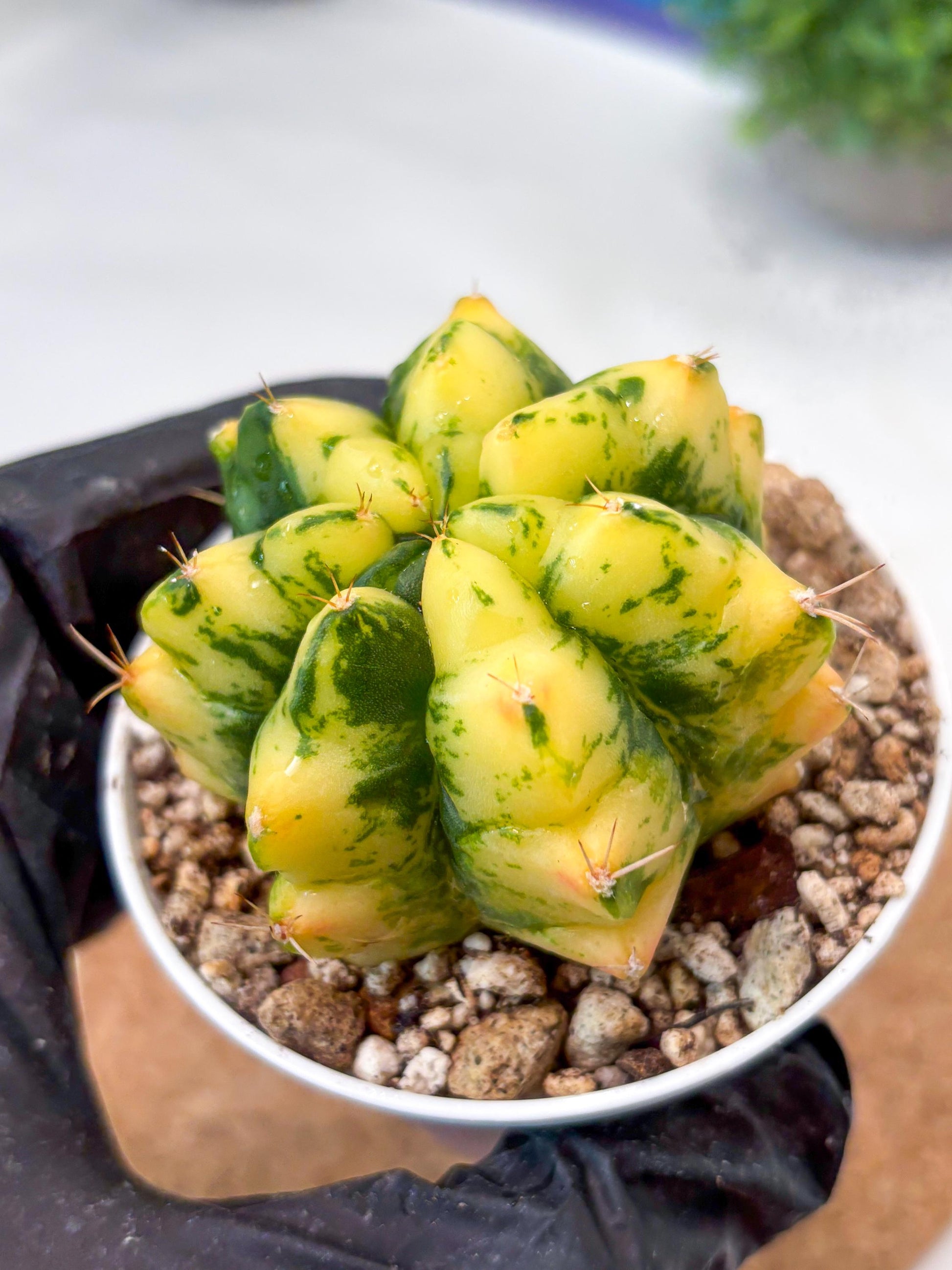 Gymnocalycium "Moon Lover" (g4) (p3) | Rare Hybrids