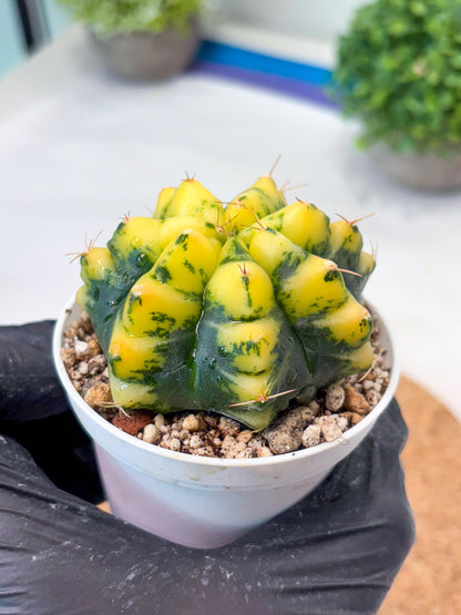 Gymnocalycium "Moon Lover" (g4) (p3) | Rare Hybrids