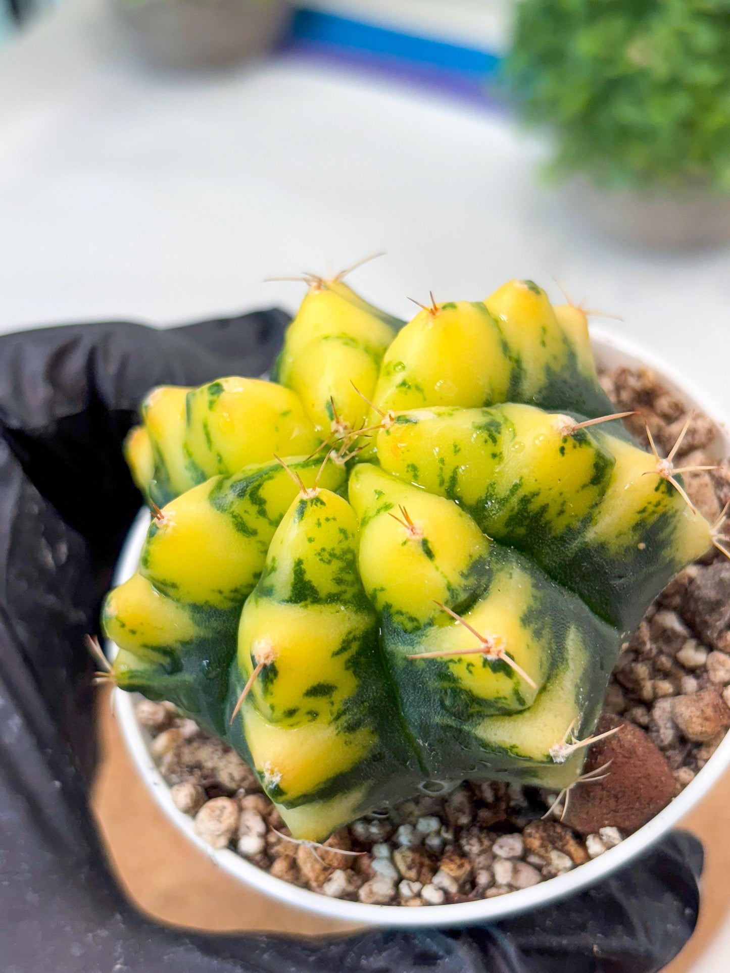 Gymnocalycium "Moon Lover" (g4) (p3) | Rare Hybrids