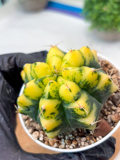 Gymnocalycium "Moon Lover" (g4) (p3) | Rare Hybrids