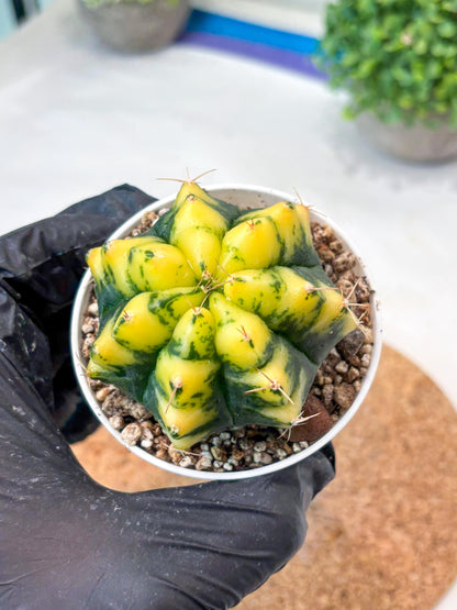 Gymnocalycium "Moon Lover" (g4) (p3) | Rare Hybrids