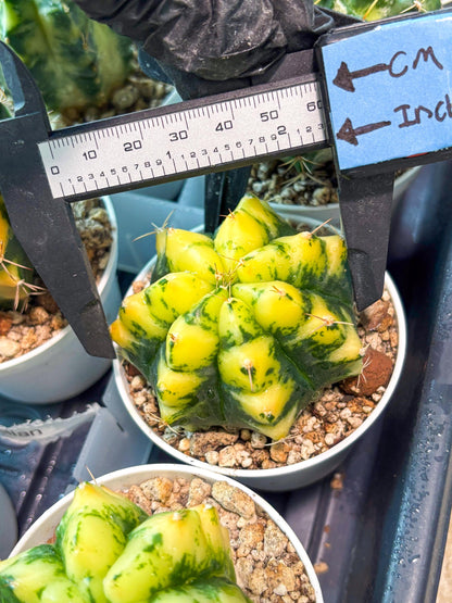 Gymnocalycium "Moon Lover" (g4) (p3) | Rare Hybrids