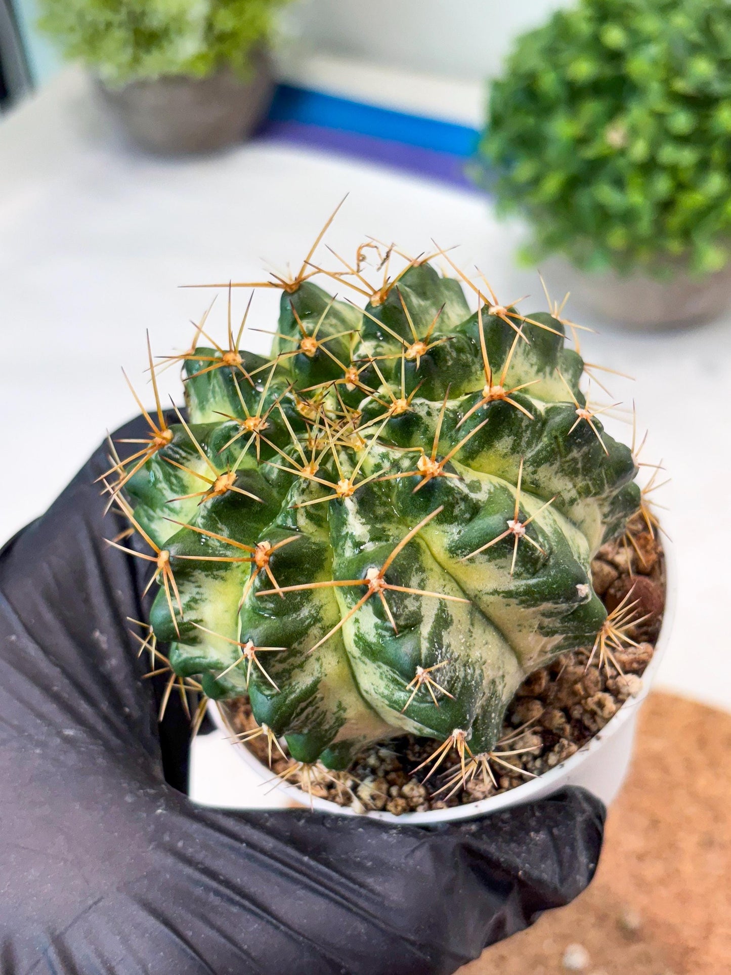 Gymnocalycium "Marble" (g4) (p5) | Rare Hybrids