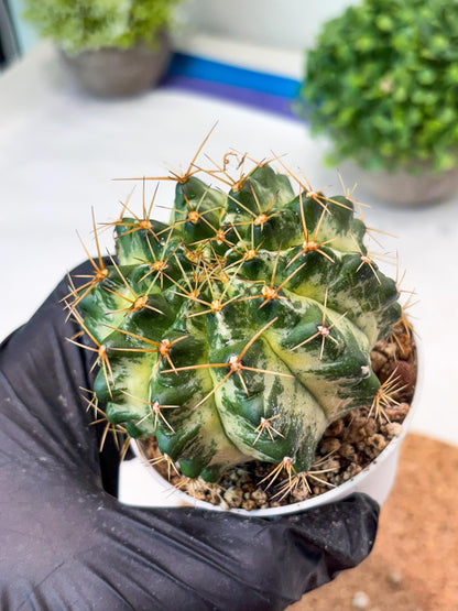 Gymnocalycium "Marble" (g4) (p5) | Rare Hybrids