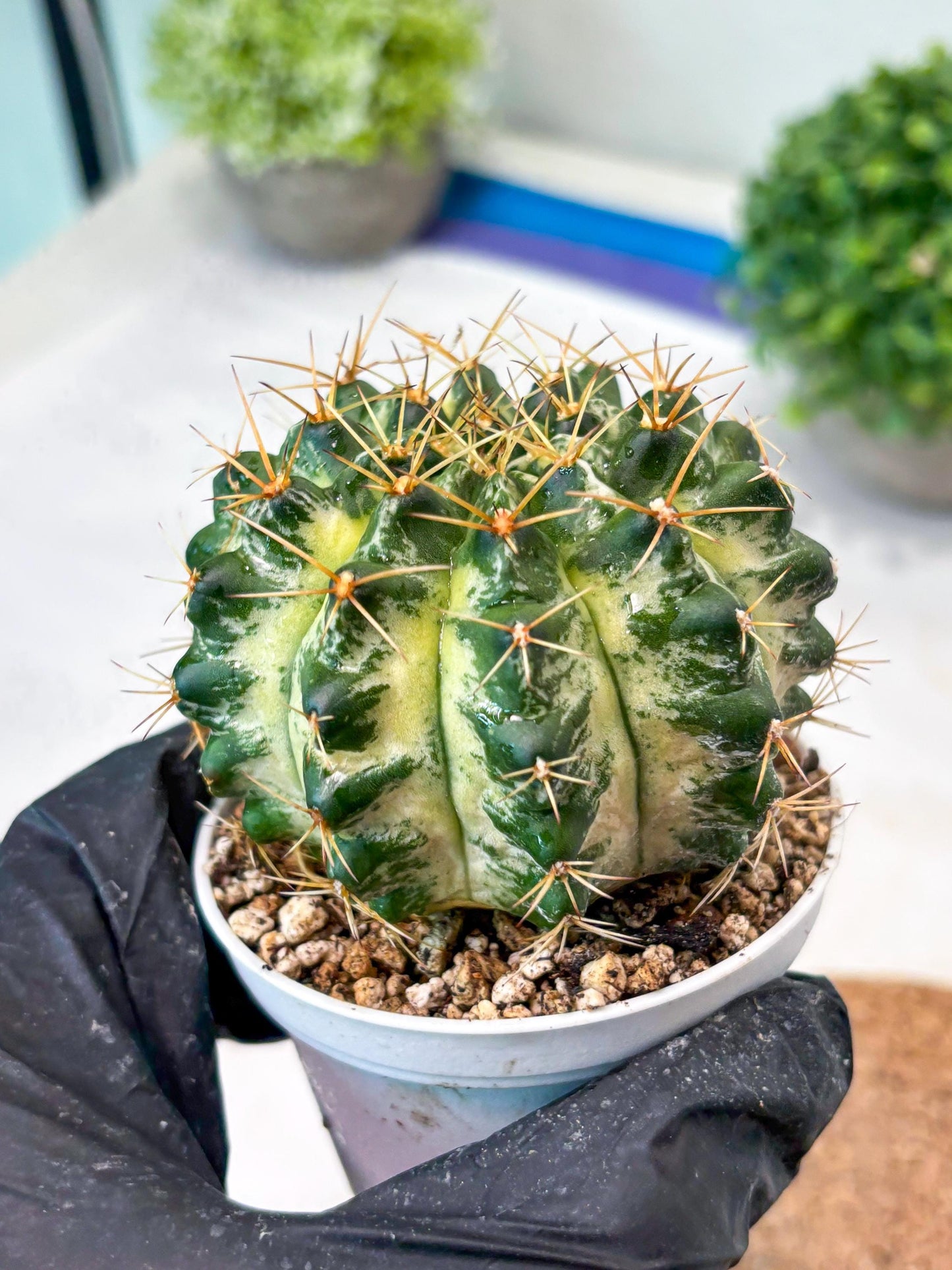 Gymnocalycium "Marble" (g4) (p5) | Rare Hybrids