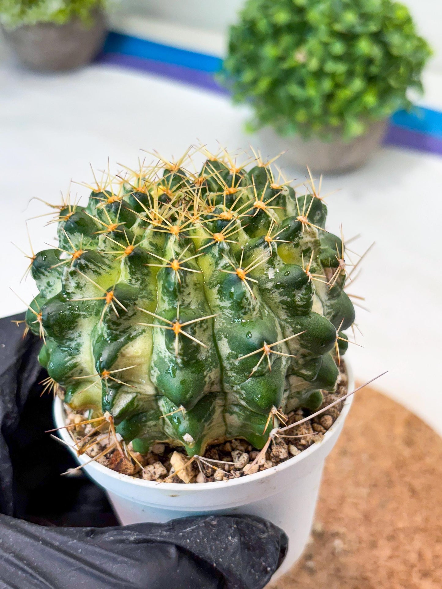 Gymnocalycium "Marble" (g4) (p6) | Rare Hybrids