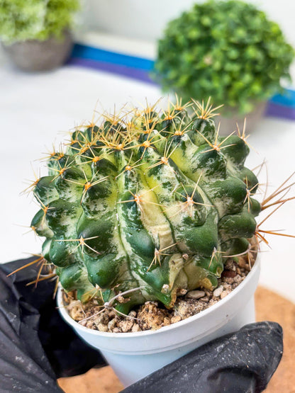 Gymnocalycium "Marble" (g4) (p6) | Rare Hybrids