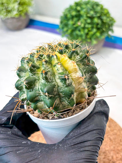 Gymnocalycium "Marble" (g4) (p6) | Rare Hybrids