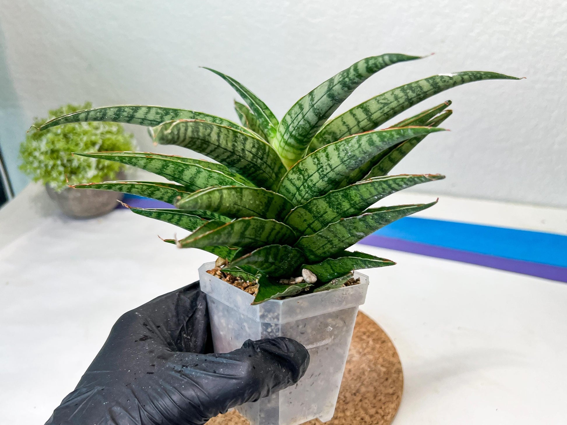 Sansevieria Adelina (#Ha60) | Imported Hybrids