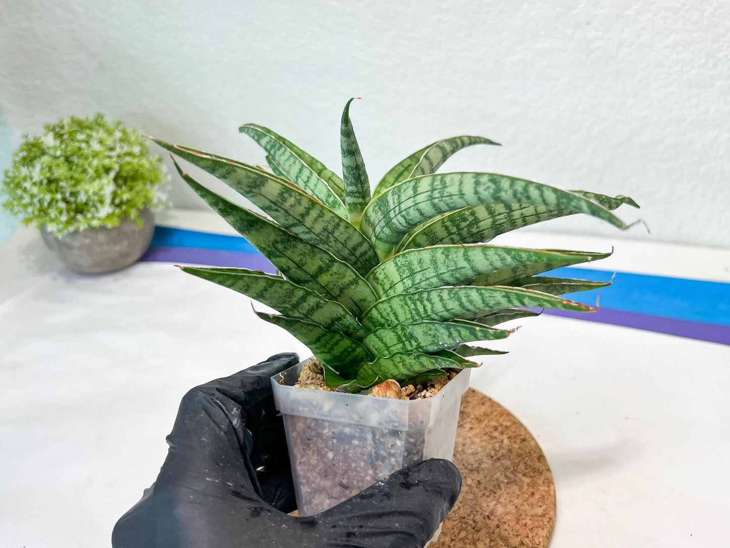 Sansevieria Adelina (#Ha60) | Imported Hybrids