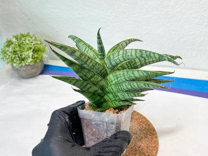 Sansevieria Adelina (#Ha60) | Imported Hybrids