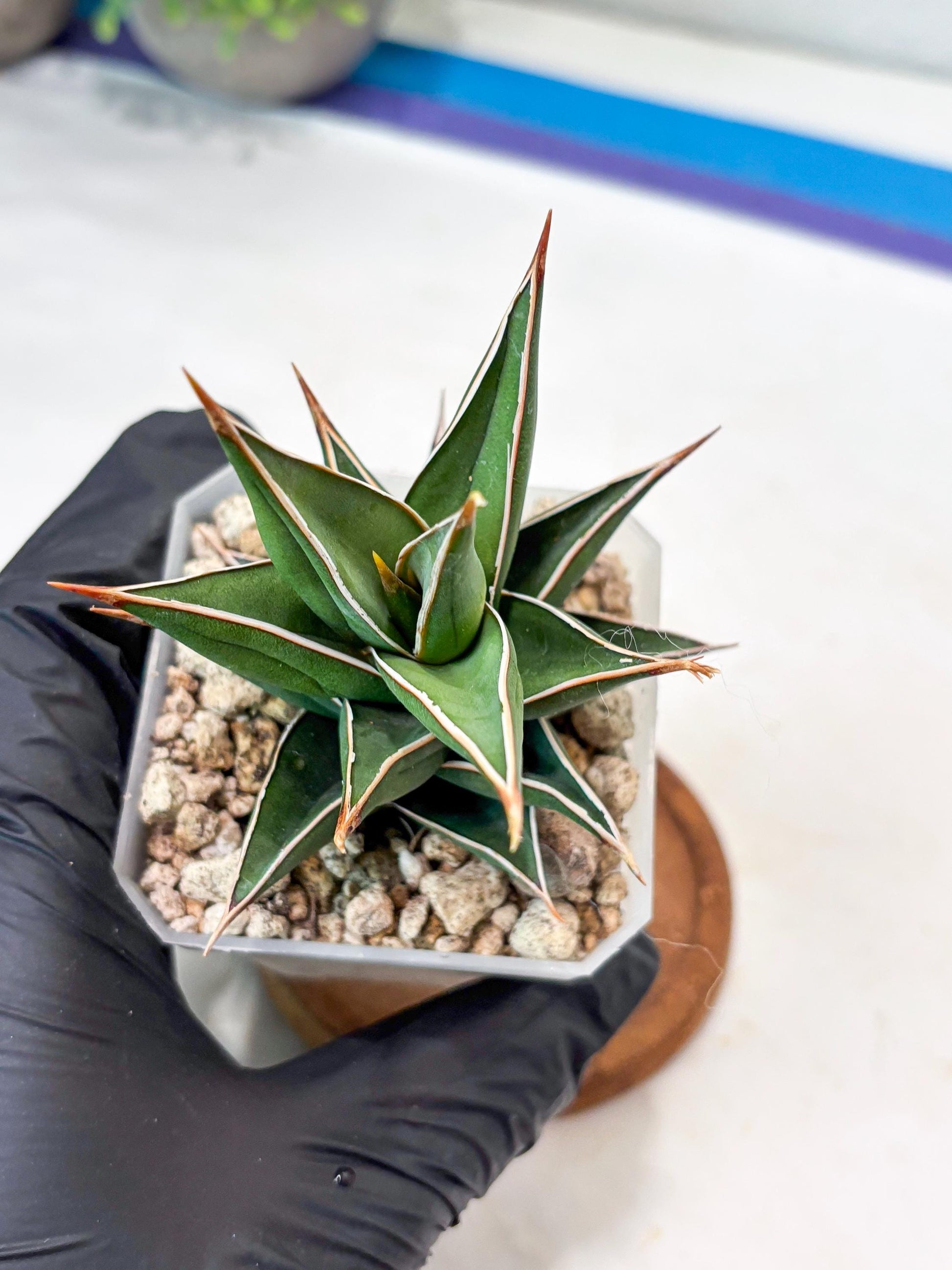 Sansevieria Pinguicula NaNa (#Ba79) | Imported Snake Plant