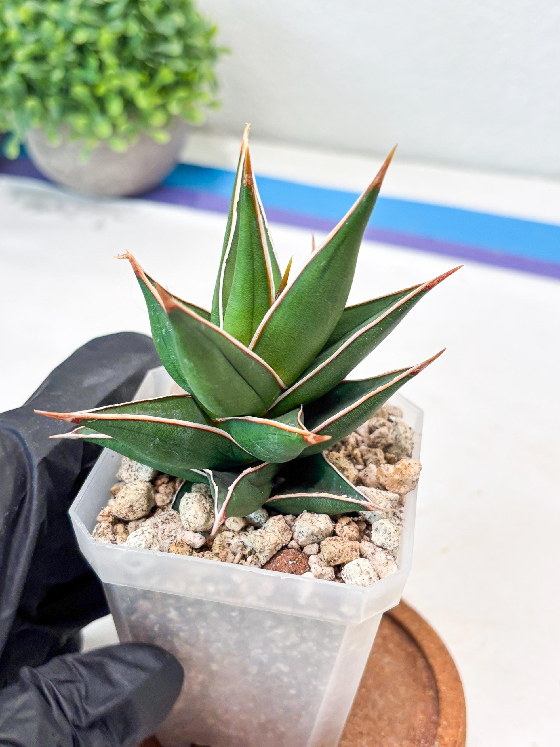 Sansevieria Pinguicula NaNa (#Ba79) | Imported Snake Plant