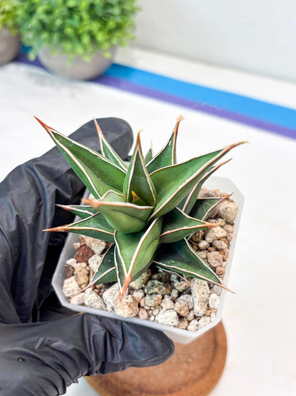 Sansevieria Pinguicula NaNa (#Ba79) | Imported Snake Plant