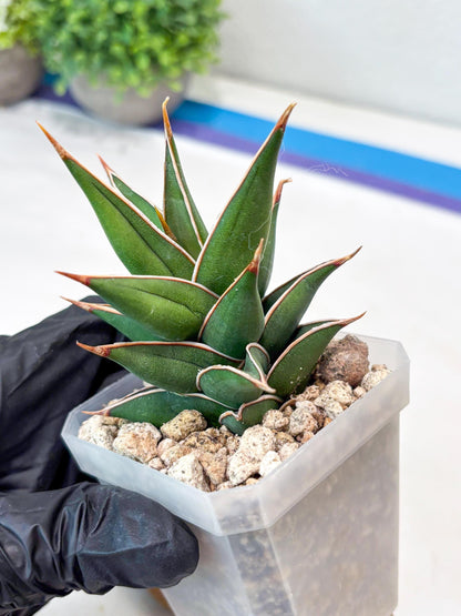 Sansevieria Pinguicula NaNa (#Ba79) | Imported Snake Plant