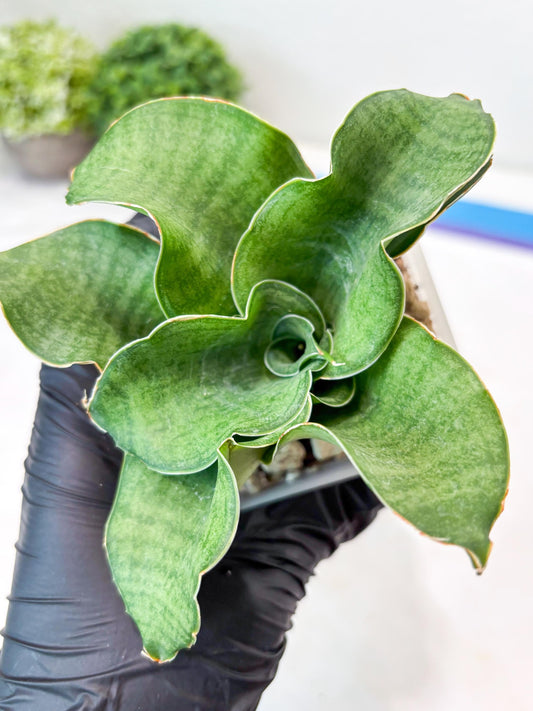 Sansevieria Queen Rose (#Ba80) | Rare Hybrid Species