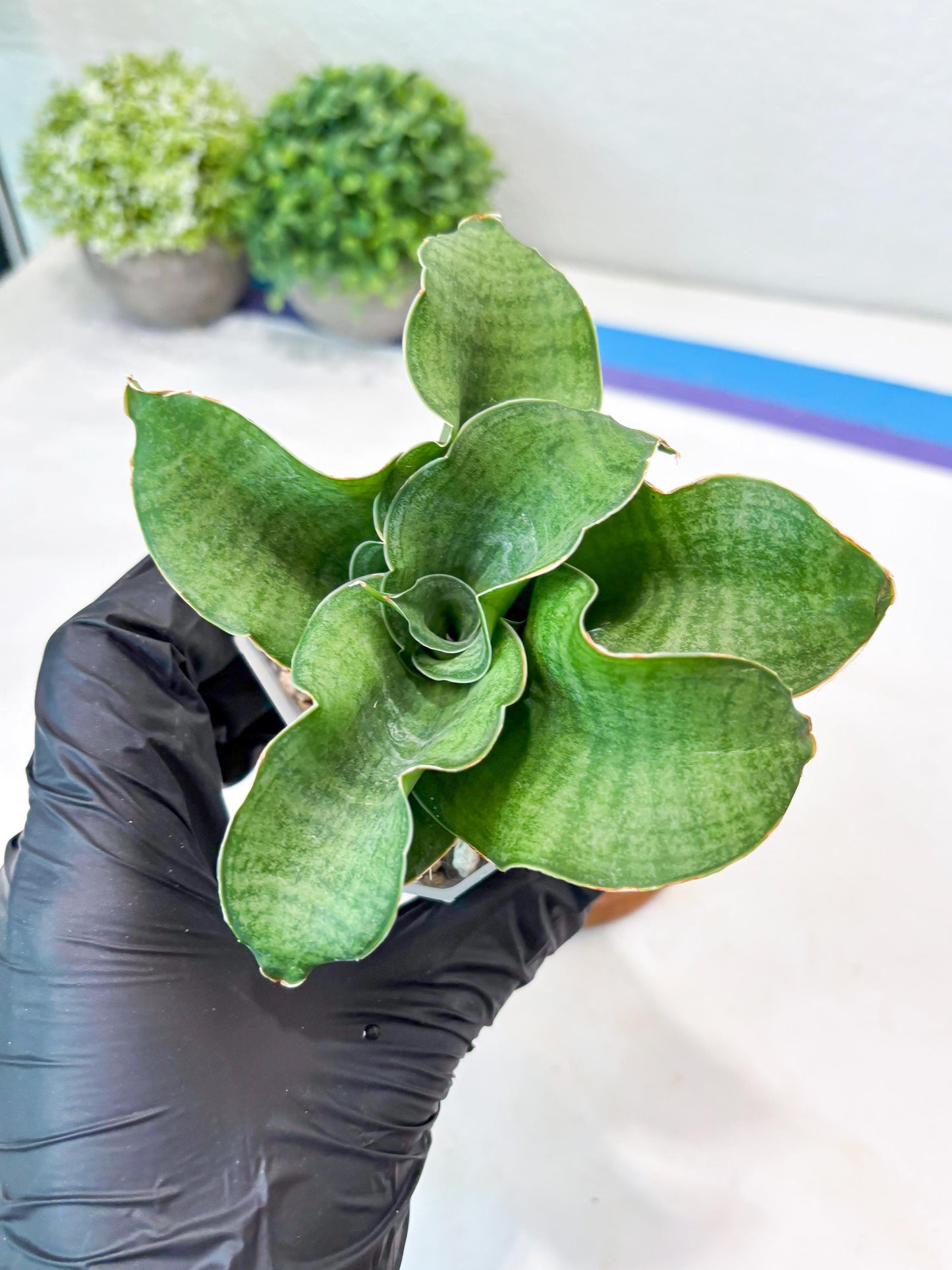 Sansevieria Queen Rose (#Ba80) | Rare Hybrid Species