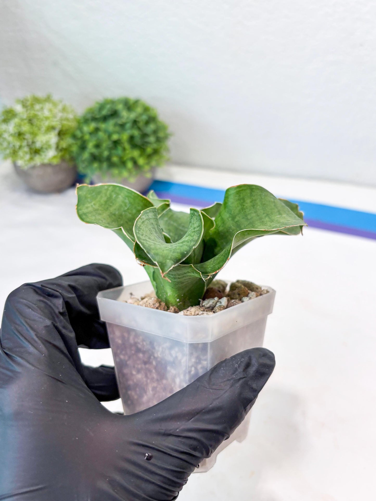 Sansevieria Queen Rose (#Ba80) | Rare Hybrid Species