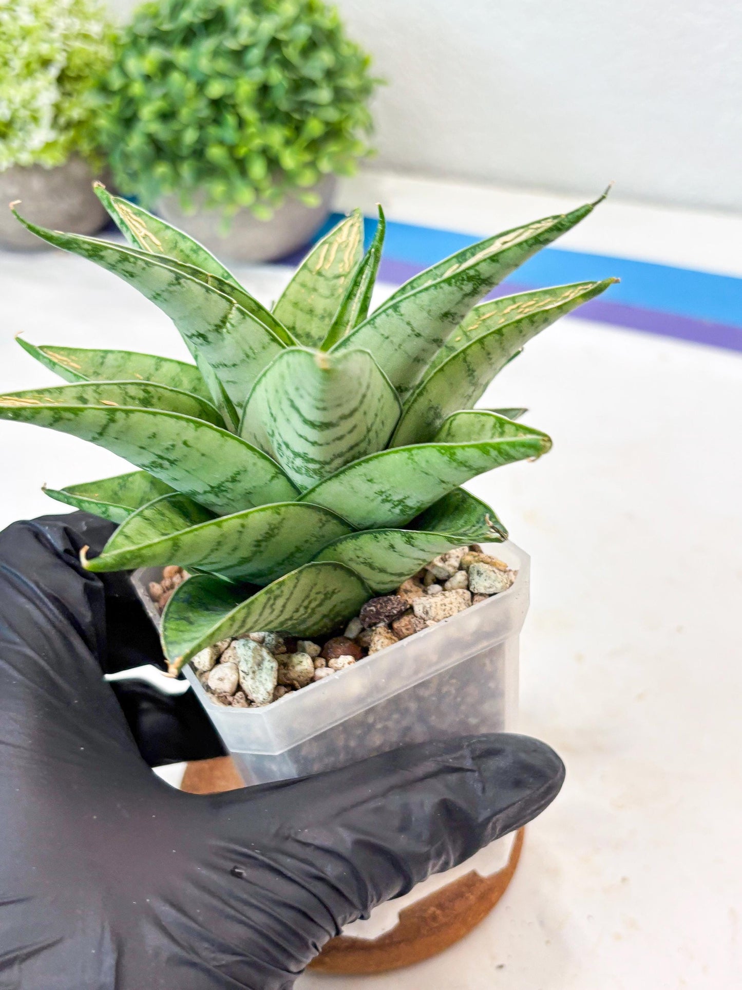 Sansevieria Niubi (#Ba83) | Rare Hybrid Species