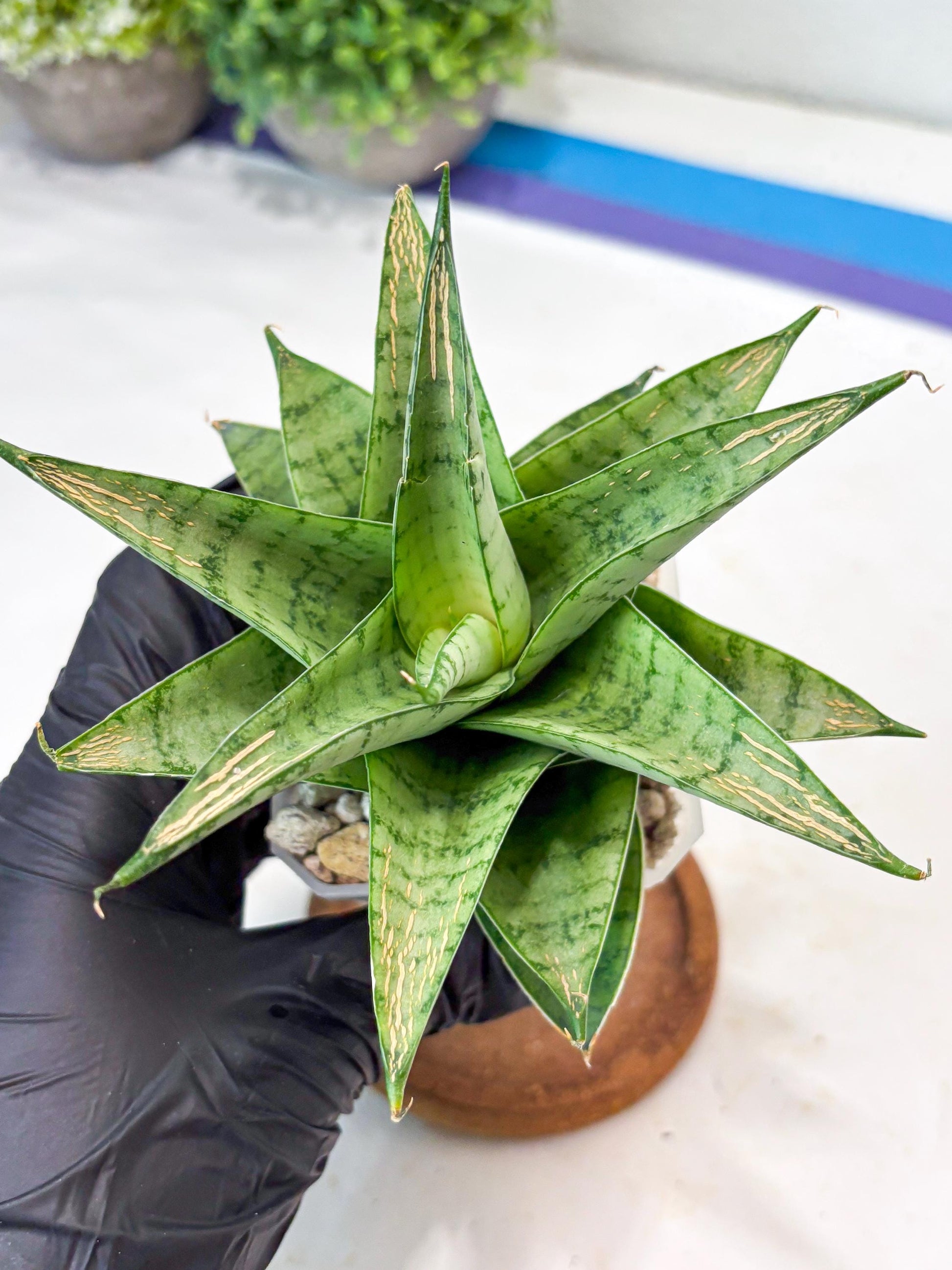 Sansevieria Niubi (#Ba83) | Rare Hybrid Species