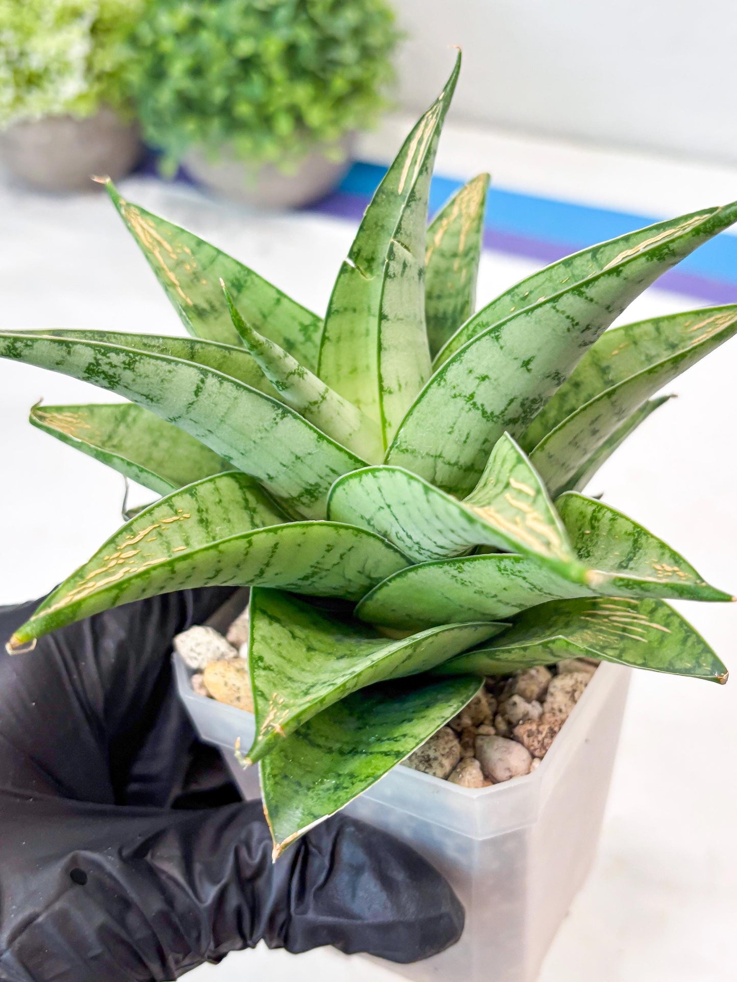 Sansevieria Niubi (#Ba83) | Rare Hybrid Species