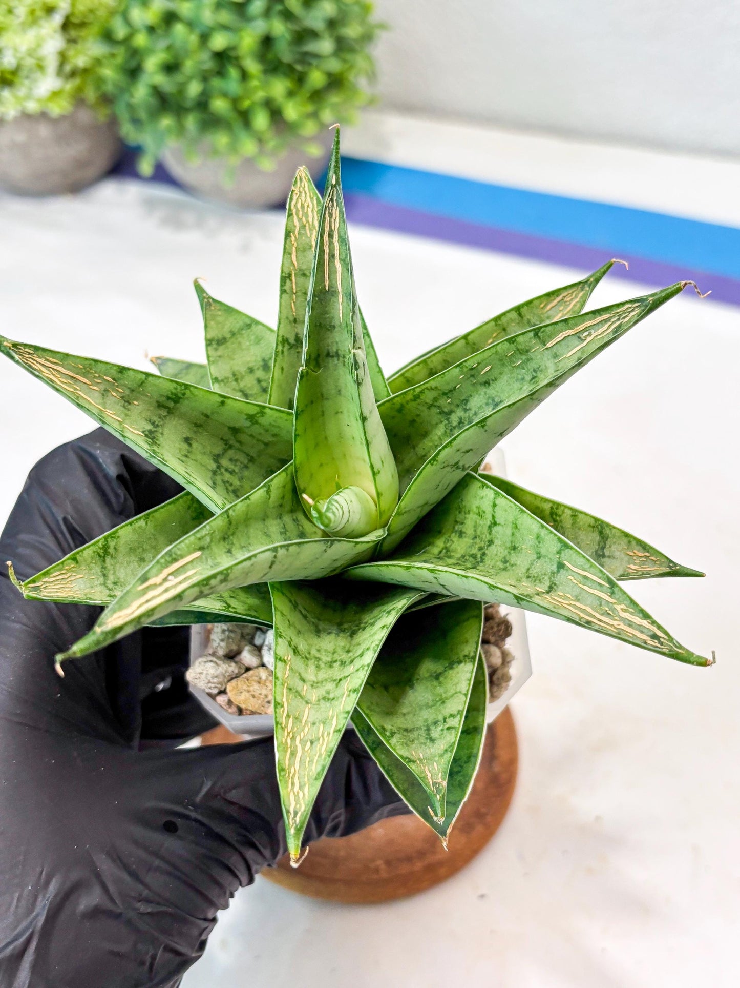 Sansevieria Niubi (#Ba83) | Rare Hybrid Species