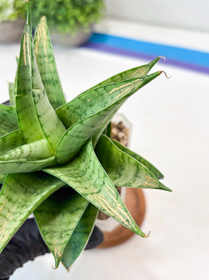 Sansevieria Niubi (#Ba83) | Rare Hybrid Species