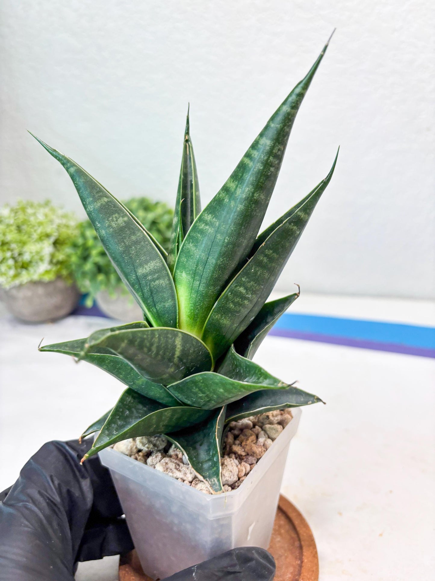 Sansevieria Renata (#Ba85) | Rare Hybrid Species