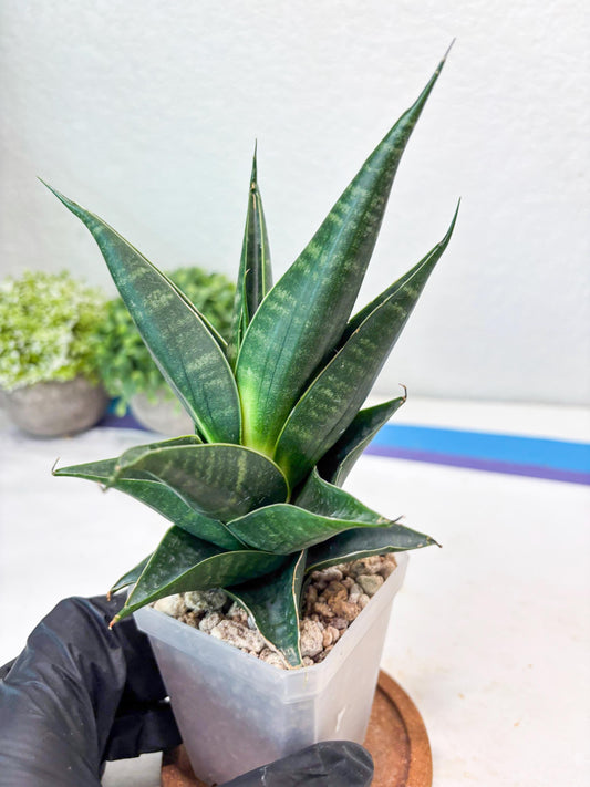Sansevieria Renata (#Ba85) | Rare Hybrid Species